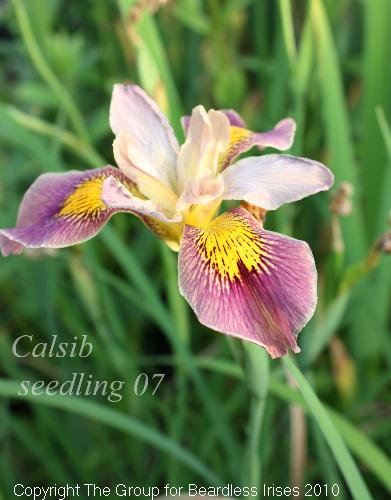 Calsib 07 